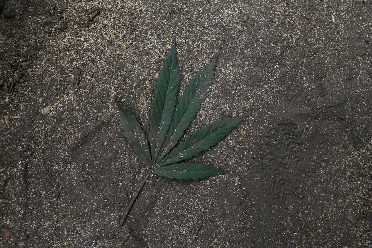 Hoja de marihuana. FOTO: SANTIAGO MESA. 