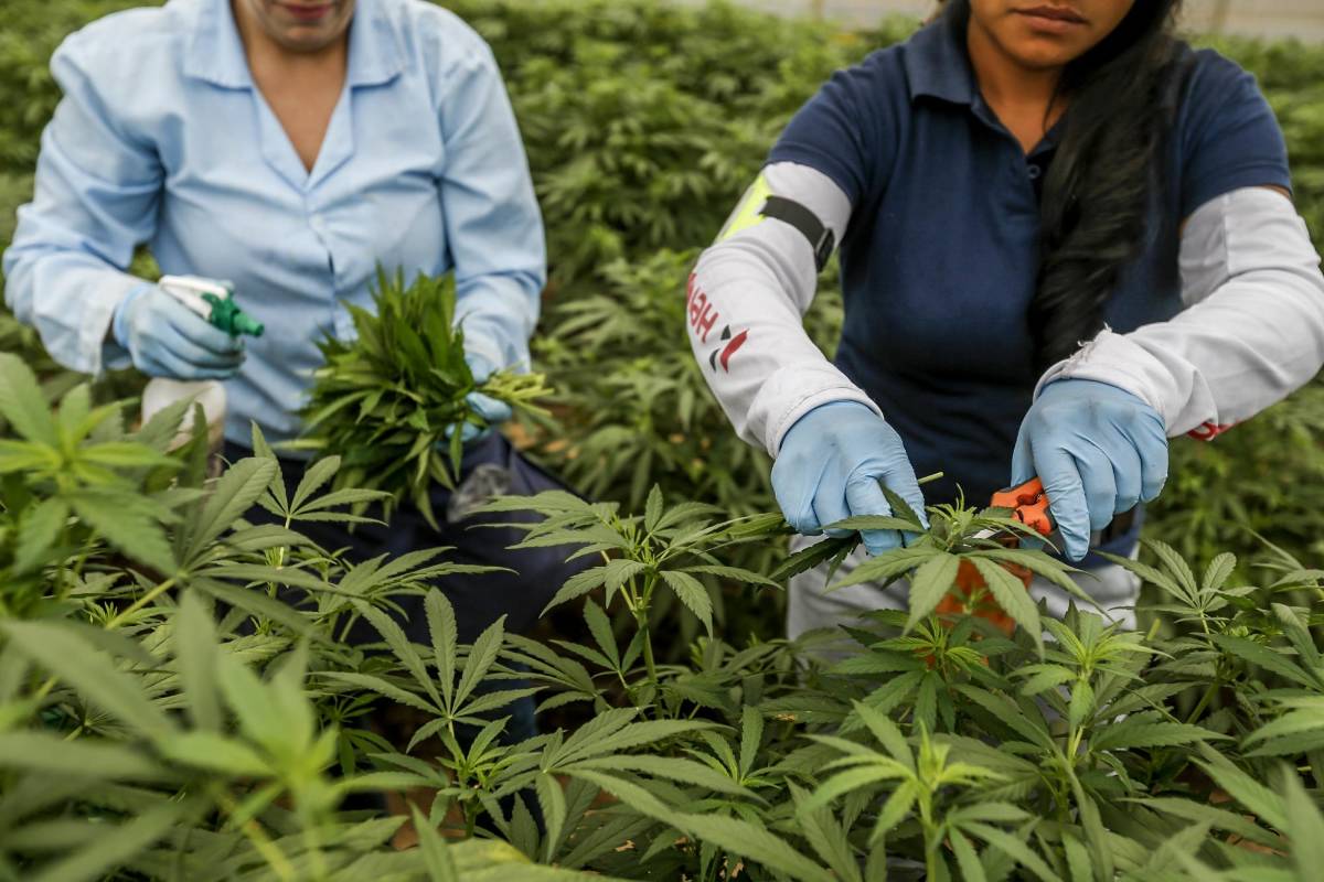 Dos empleadas de PharmaCielo recolectan esquejes (tallos para introducirlos en tierra para reproducir la planta) FOTO: SANTIAGO MESA.