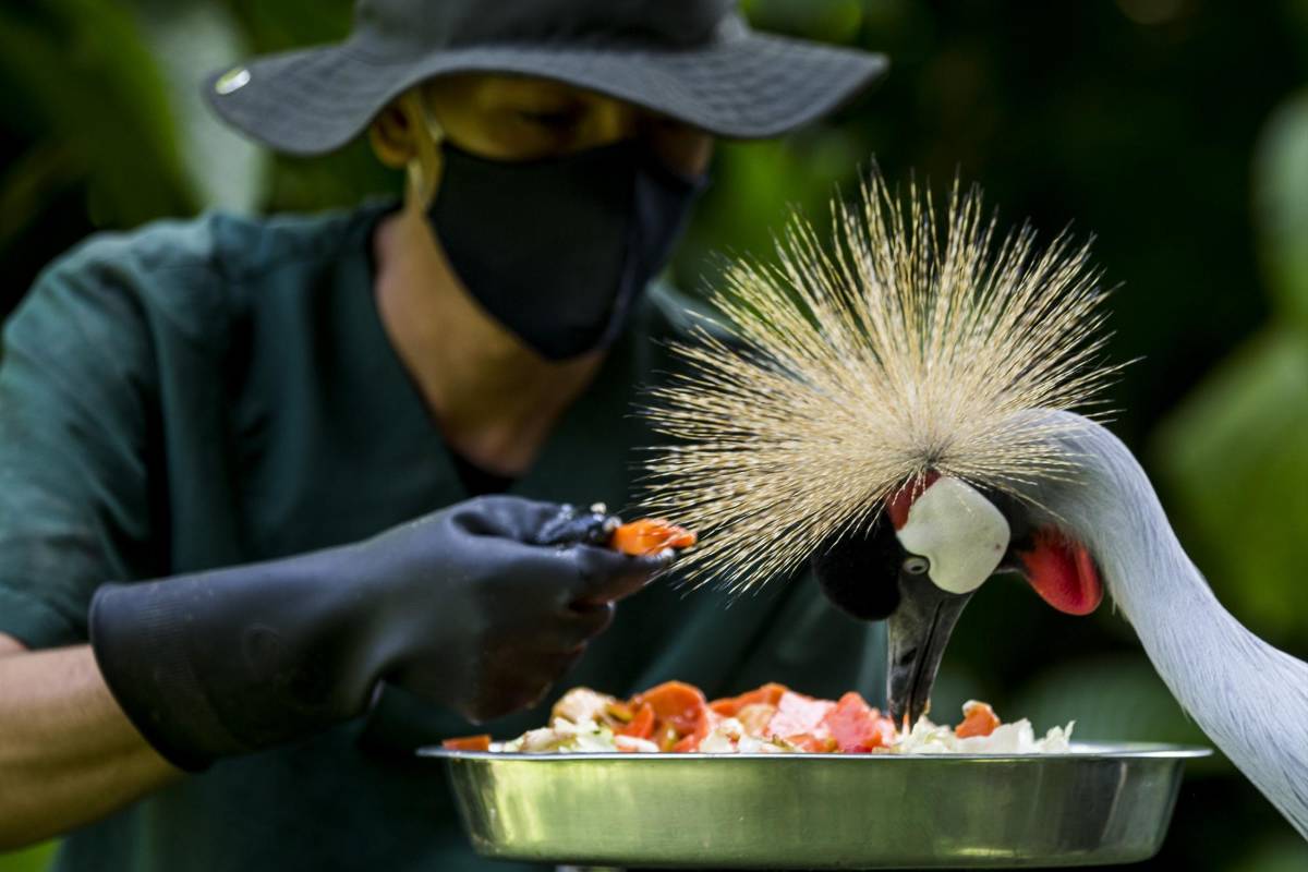 Durante 60 años el parque albergó a animales rescatados por las autoridades ambientales, víctimas del tráfico ilegal de fauna. FOTO JULIO CÉSAR HERRERA