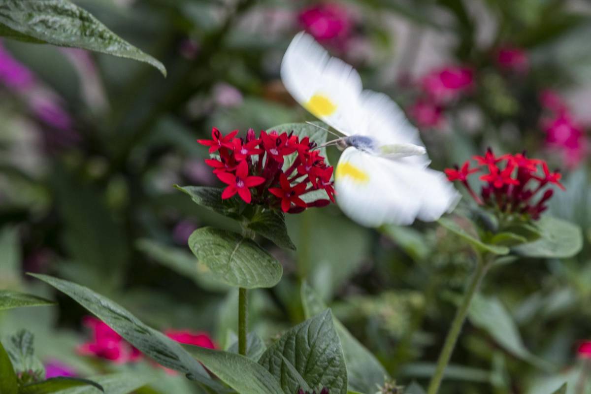 Quienes acuden a El Volador ven las setenta y cuatro especies de mariposas que llegan a polinizar el lugar en diferentes momentos y reverdecen este paraíso abierto en medio de la urbe de cemento. FOTO: Edwin Bustamante