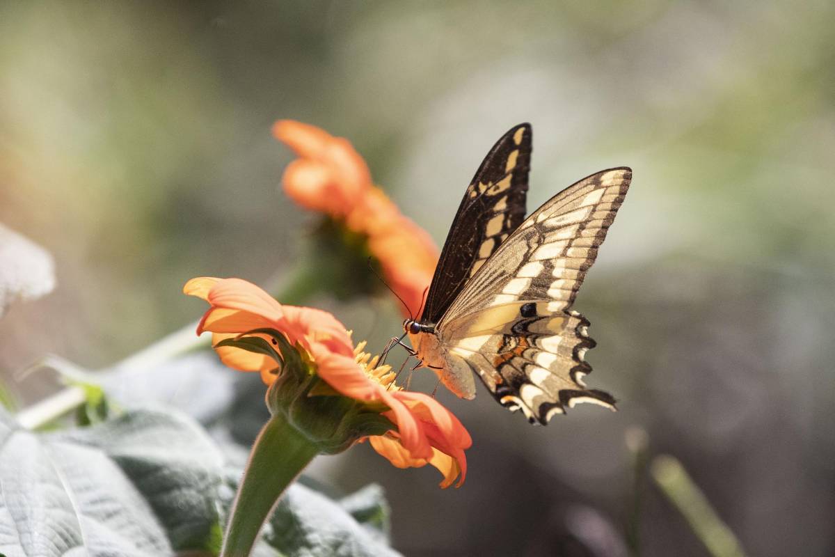 Quienes acuden a El Volador ven las setenta y cuatro especies de mariposas que llegan a polinizar el lugar en diferentes momentos y reverdecen este paraíso abierto en medio de la urbe de cemento. FOTO: Edwin Bustamante