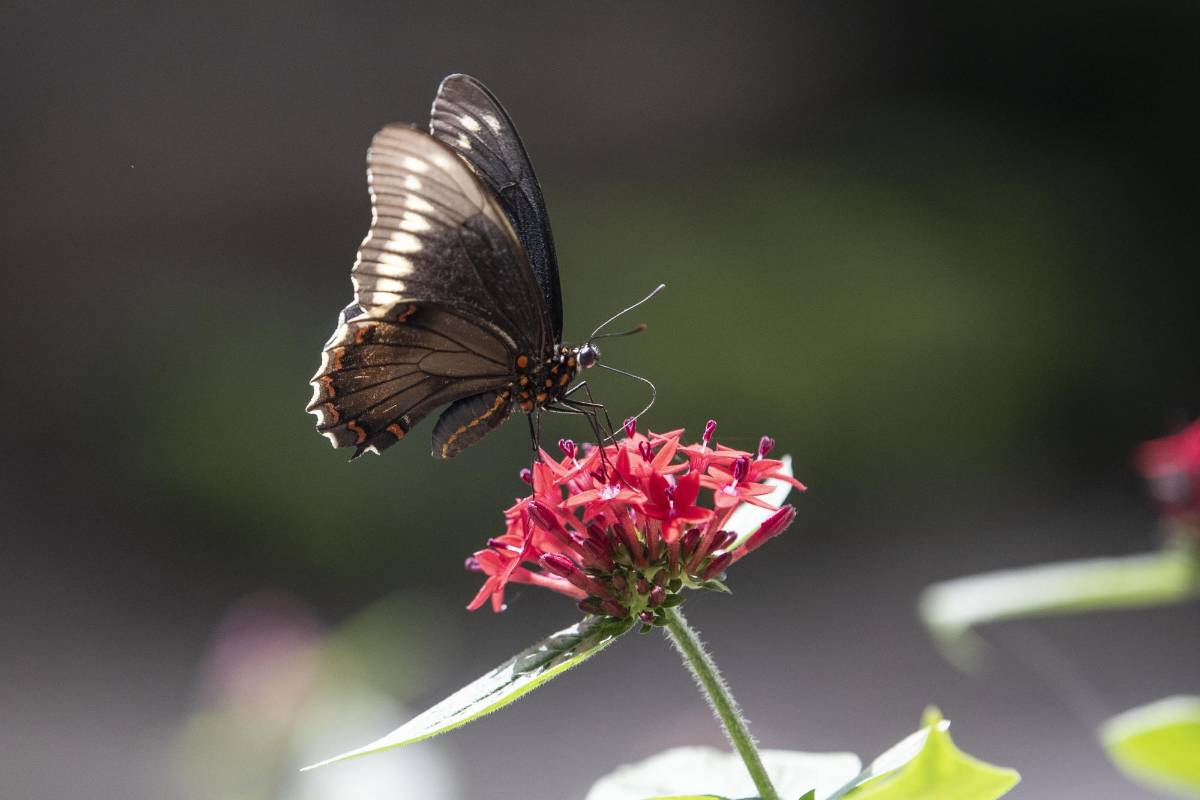 Quienes acuden a El Volador ven las setenta y cuatro especies de mariposas que llegan a polinizar el lugar en diferentes momentos y reverdecen este paraíso abierto en medio de la urbe de cemento. FOTO: Edwin Bustamante