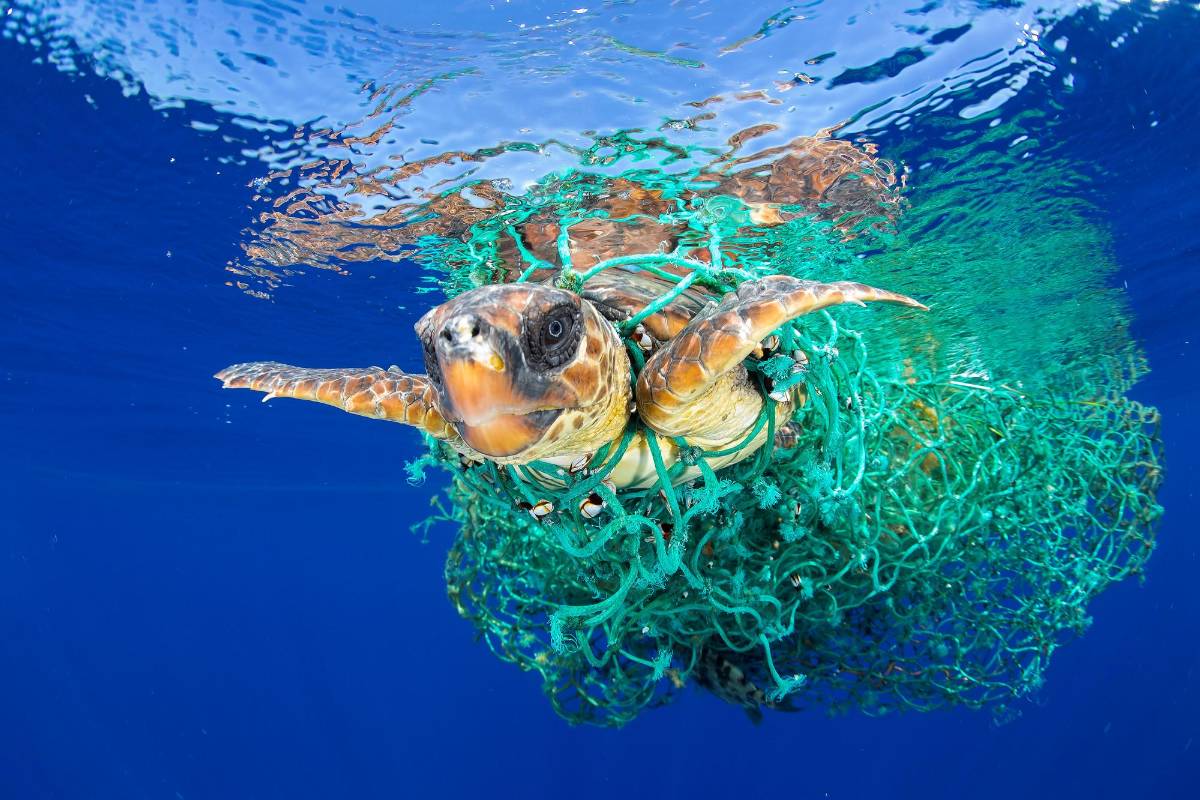 Una tortuga de mar enredada en una red de pesca en la costa de Tenerife, Islas Canarias, España. Primer lugar en la categoría naturaleza. FOTO Francis Perez / Cortesía de World Press Photo Foundation