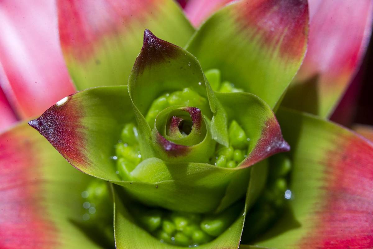 Gran diversidad de plantas se dan en la parte alta de este páramo, a más de 3.000 msnm hay especies en peligro por la expansión de la frontera agrícola y el cambio climático. Foto: Esteban Vanegas