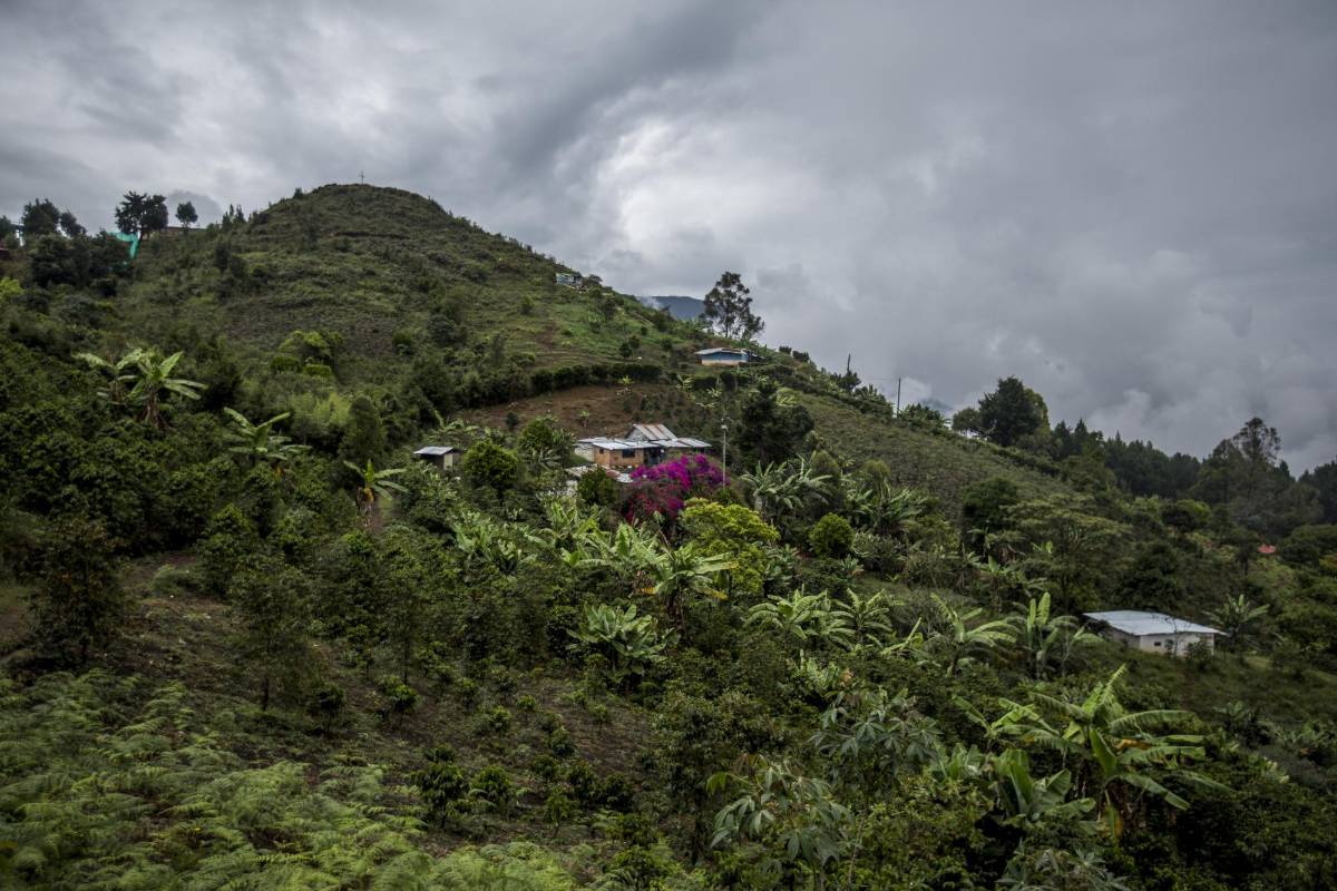 Después de una hora de caminar, las casas que abajo eran separadas por unos cuantos metros son reemplazadas por fincas donde se siembra plátano, maíz, yuca y café. FOTO: SANTIAGO MESA