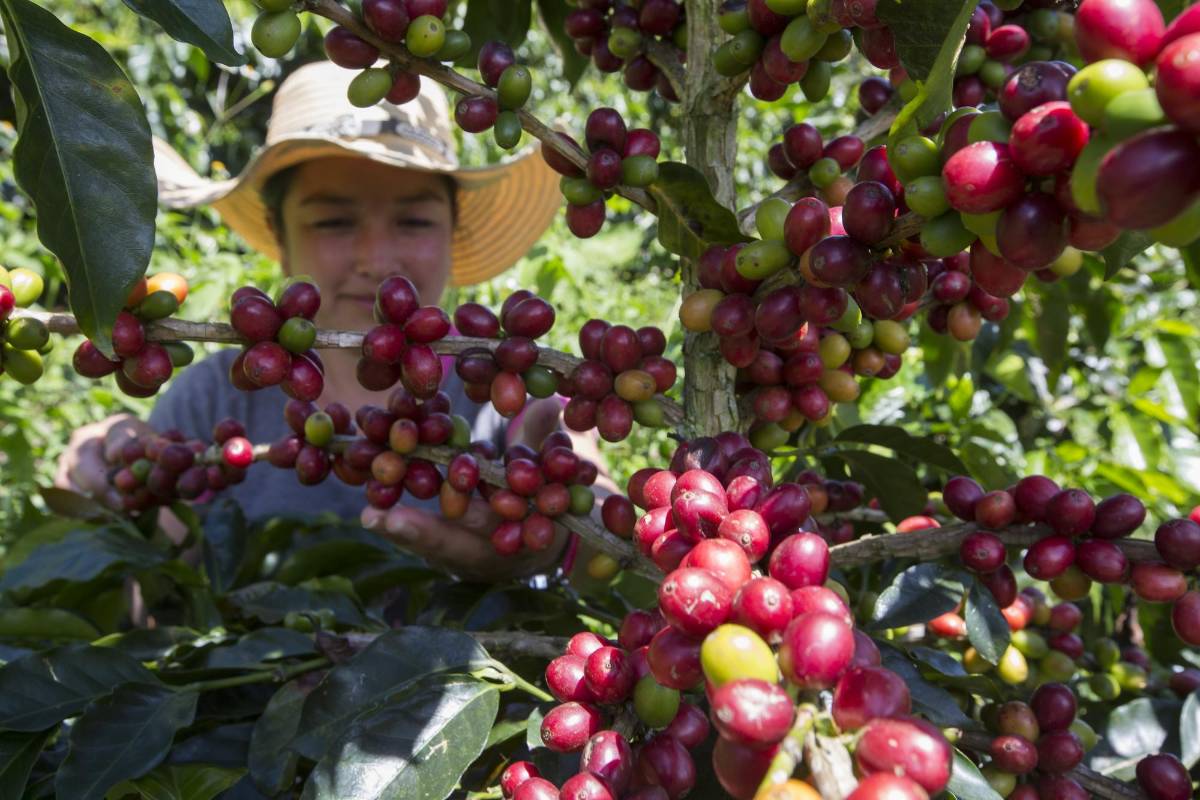 Existe la posibilidad del que el café Colombiano deje de cotizar en la bolsa de Nueva York. Los caficultores piden al gobierno medidas de urgencias como el apoyo directo al preció que se mantiene por debajo de un dólar la libra. Foto: Manual Saldarriaga Quintero