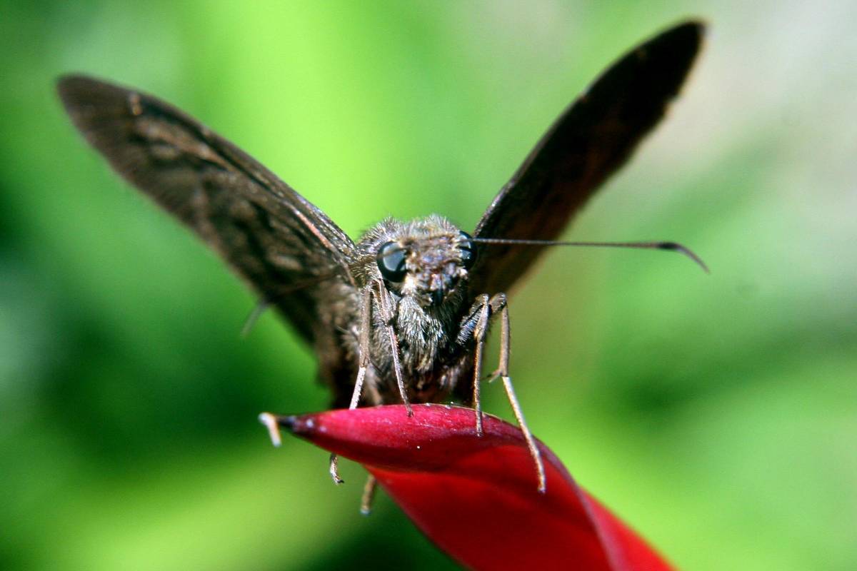 Para alcanzar estas macro fotografías, se requiere de mucha disciplina, con esta se logra descubrir mundos diferentes, llenos de colores y movimientos. Foto: Julio César Herrera