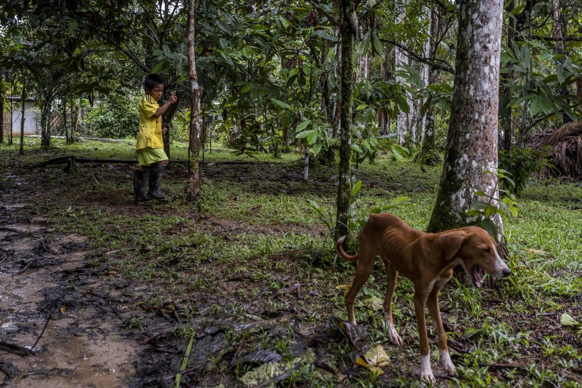 En el espeso monte del sur del país, la comunidad Ticuna de san Pedro de los Lagos viven sus días en medio de la naturaleza combinado con la tecnología. Foto: Santiago Mesa