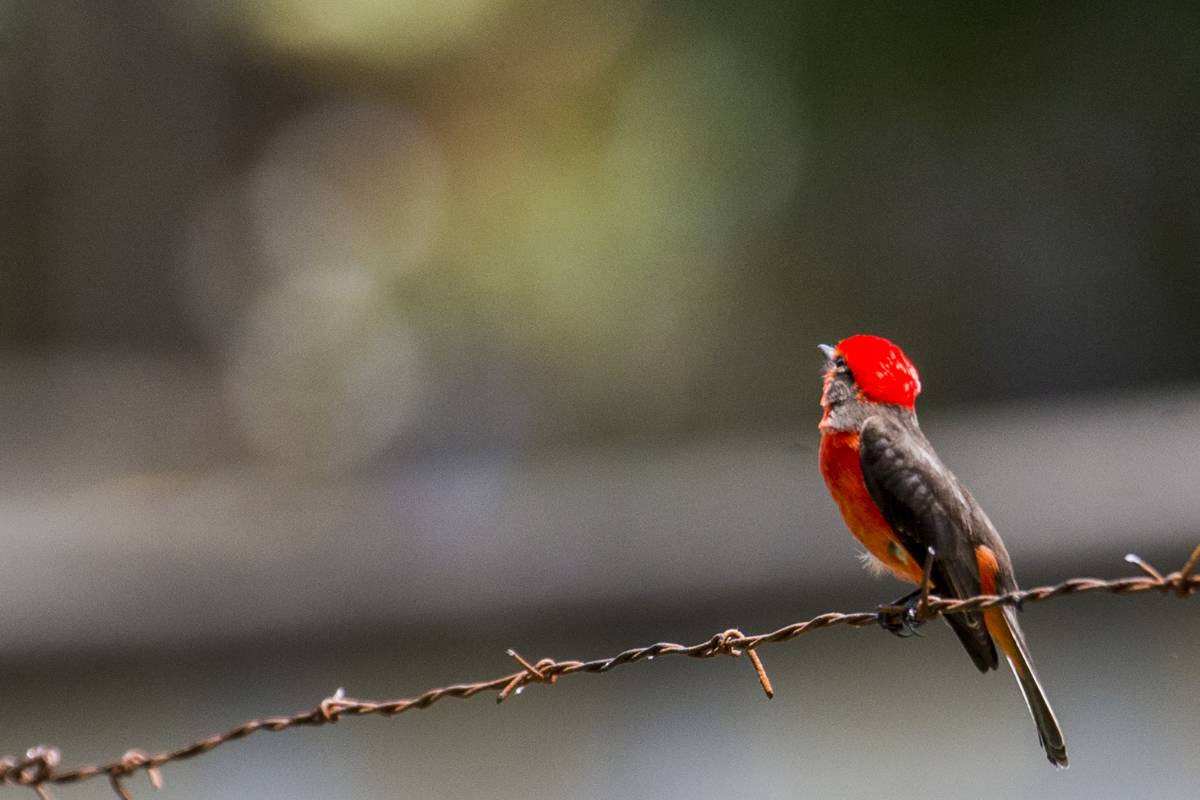 El avistamiento de aves se ha convertido en una de las riquezas naturales con las que cuenta el Jardín Botánico. FOTOS: JULIO CÉSAR HERRERA.