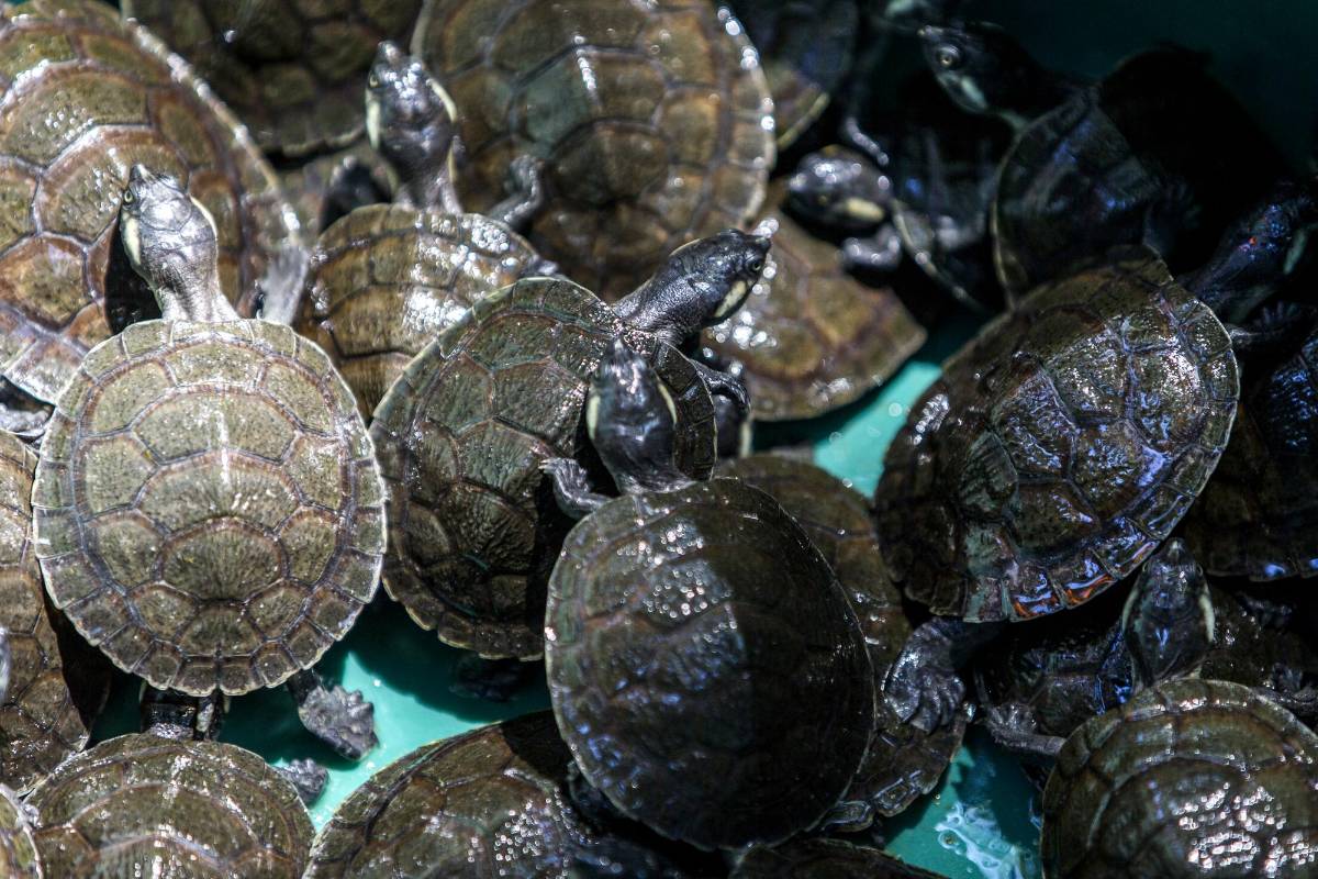 En Puerto Triunfo, Antioquia, en el corregimiento Estación Cocorná, se ha salvado la vida de 6.566 tortugas. FOTO: JULIO CÉSAR HERRERA 