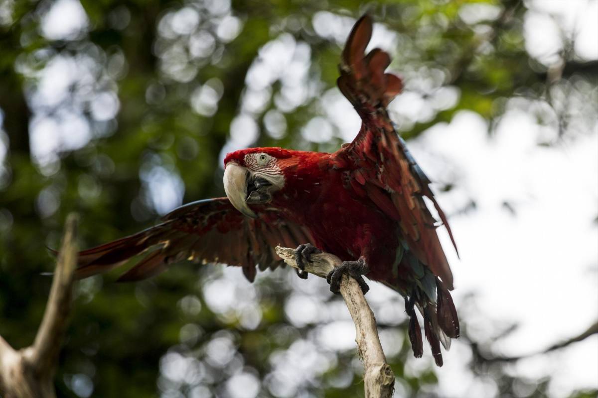 950 individuos, de 160 especies, integran la colección viva del parque zoológico Santa Fe. FOTO JULIO CÉSAR HERRERA