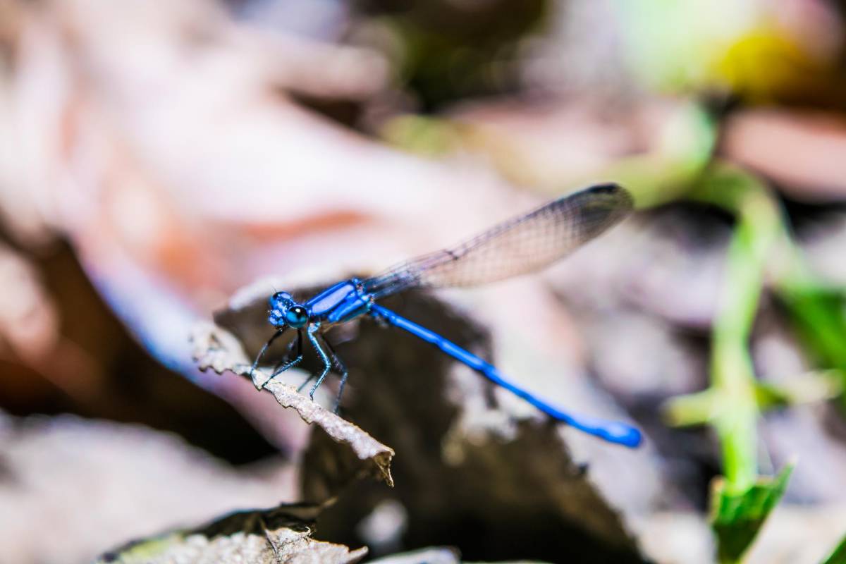 Esta técnica permite resaltar formas que a simple vista no logran apreciarse, es muy utilizada en investigación científica para el estudio de insectos. Foto: Julián Esteban Betancourt. Comparta sus fotos aquí
