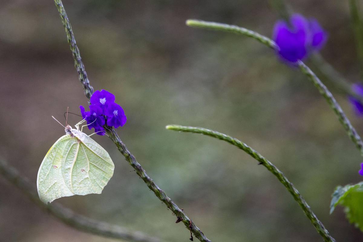 Quienes acuden a El Volador ven las setenta y cuatro especies de mariposas que llegan a polinizar el lugar en diferentes momentos y reverdecen este paraíso abierto en medio de la urbe de cemento. FOTO: Edwin Bustamante