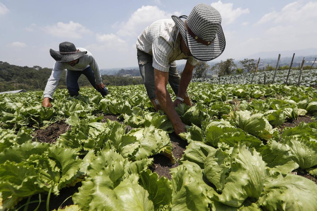 Nuestros campesinos siguen con su labor diaria de cultivar la tierra para que en medio de esta crisis tengamos los alimentos necesarios. Ellos también son nuestros héroes. Foto: Manuel Saldarriaga Quintero