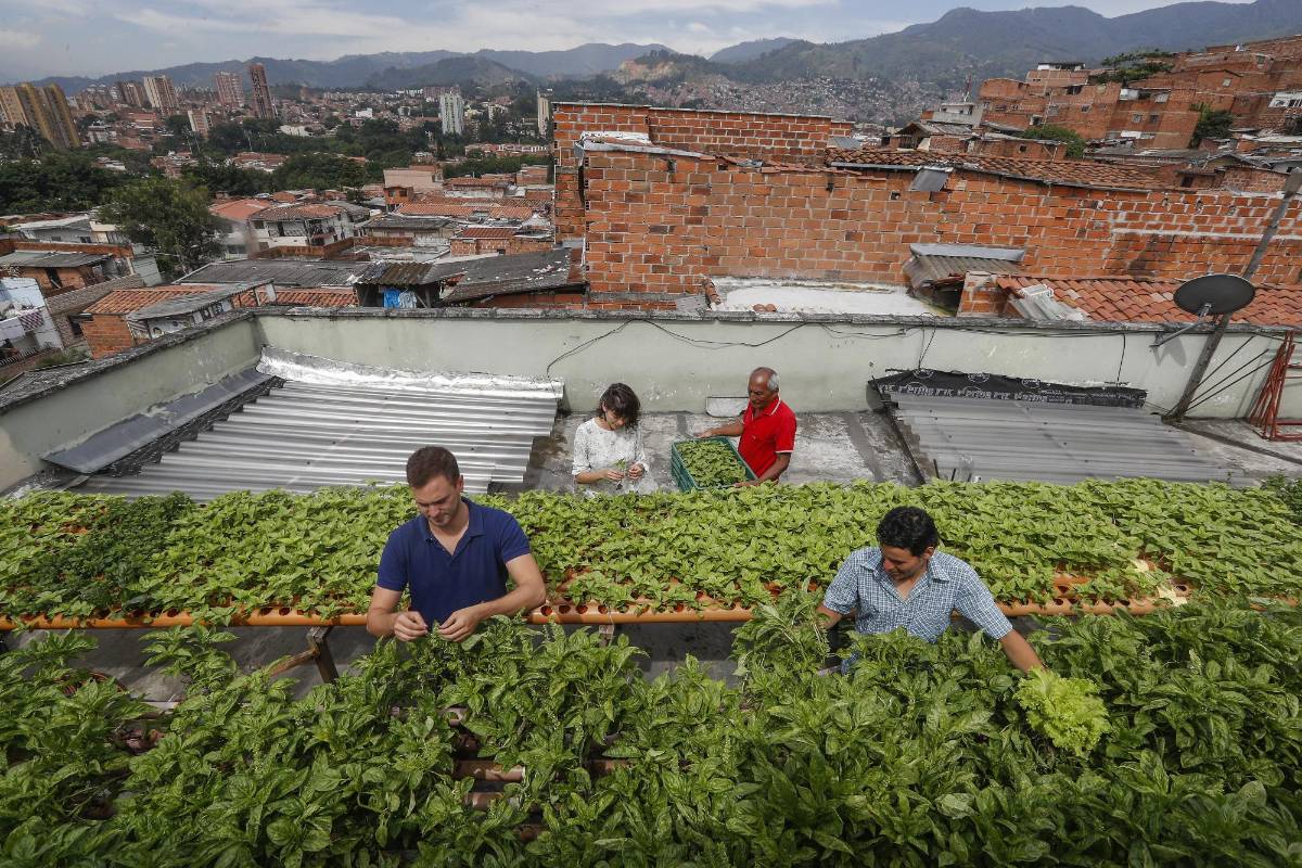 El programa de emprendimiento Aura Hidroponía busca expandir estos cultivos en balcones y terrazas de la cuidad. Se pueden producir flores, hortalizas y aromáticas. Foto: Manuel Saldarriaga Quintero