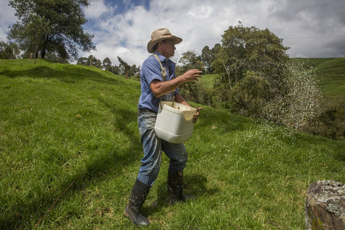 El lechero Gustavo Elías Mazo comienza las labores en el campo a primera hora de la mañana. Foto: Edwin Bustamante