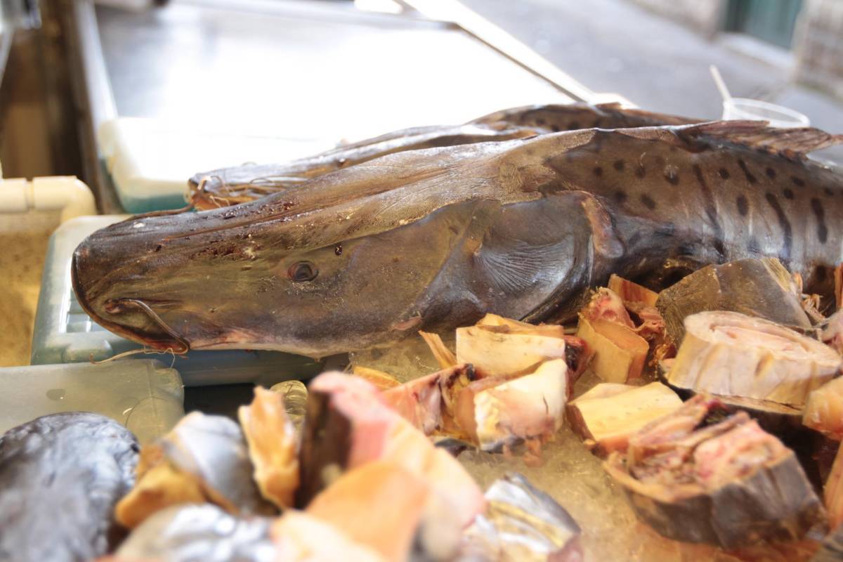 Estos peces llegan a las centrales de abastos y son distribuidos en Medellín por toneladas diariamente a supermercados de grandes superficies, mini mercados, restaurantes, carnicerías y tiendas. FOTO MANUEL SALDARRIAGA