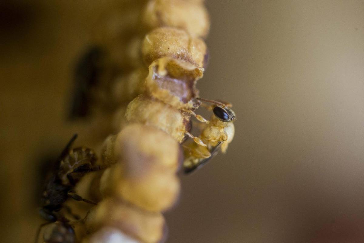 Las meliferas son vitales para el medio ambiente , pues muchas plantas necesitan de ellas para reproducirse mediante la polinización. Foto: Esteban Vanegas