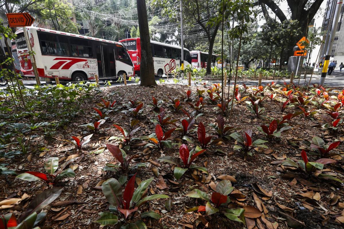 Esta renovación le da un nuevo panorama a esta avenida que había perdido su encanto. Manuel Saldarriaga