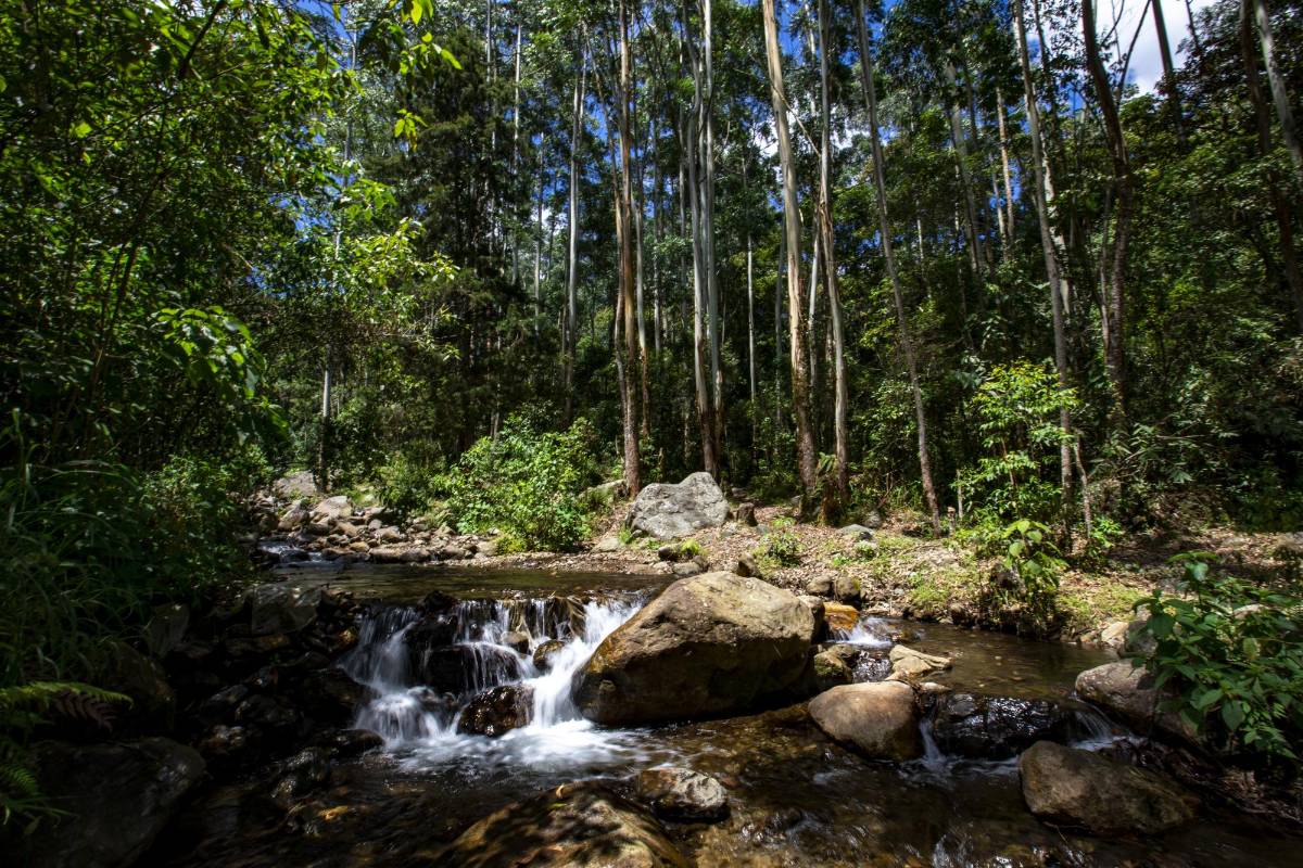 El Vallano, en Envigado, guarda ruidos de la naturaleza: el canto de los pájaros, árboles que se agitan con el viento y el correr del agua por el caudal de la quebrada La Ayurá. Foto: Edwin Bustamante