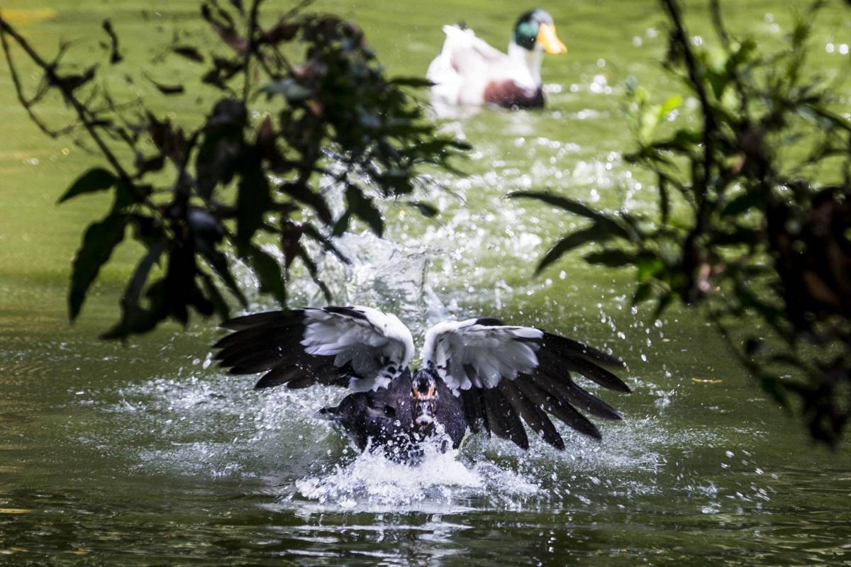 Con frecuencia vemos nadando a los patos, a las iguanas y a las tortugas tomando el sol en la laguna del Jardín. FOTOS: JULIO CÉSAR HERRERA.