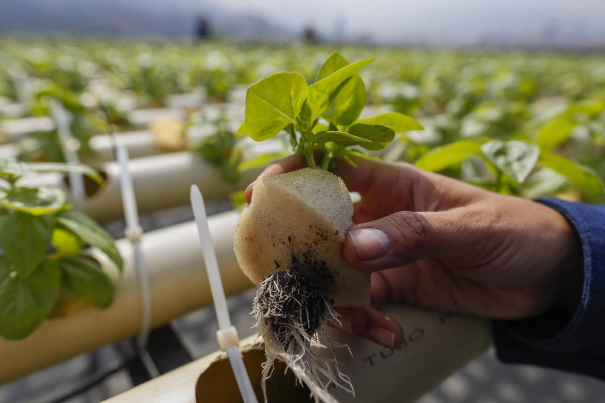 El programa de emprendimiento Aura Hidroponía busca expandir estos cultivos en balcones y terrazas de la cuidad. Se pueden producir flores, hortalizas y aromáticas. Foto: Manuel Saldarriaga Quintero