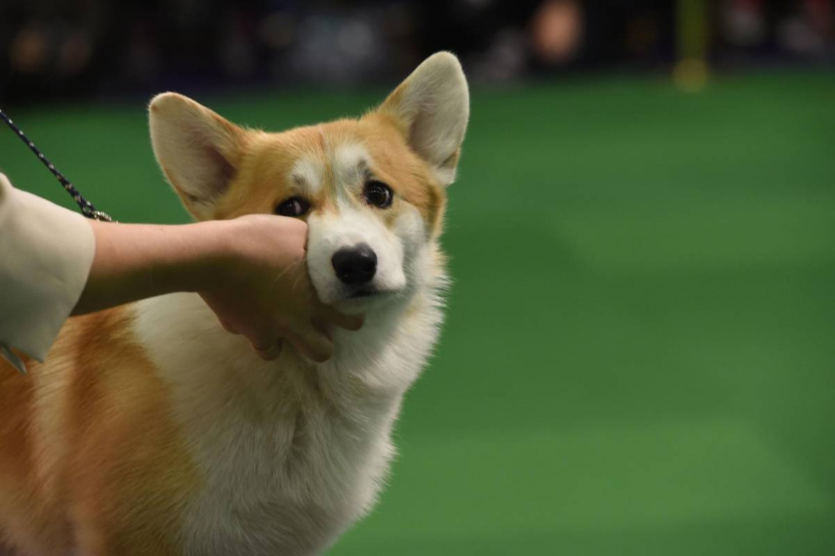 Este Corgi galés de Pembroke ya listo para el desfile. FOTO AFP