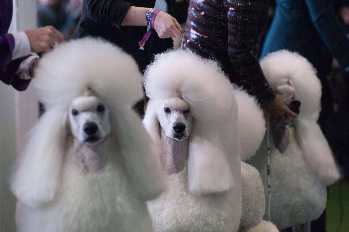 Como regla general, los perritos se supone que son las estrellas de esta pasarela. FOTO AFP