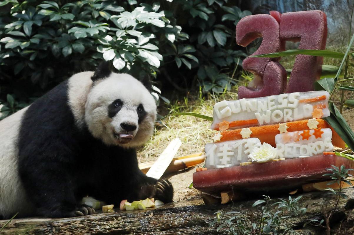 La osa panda en cautividad más vieja del mundo probó una tarta elaborada con vegetales congelados y, por supuesto, bambú en la celebración de su 37mo aniversario. FOTO AP