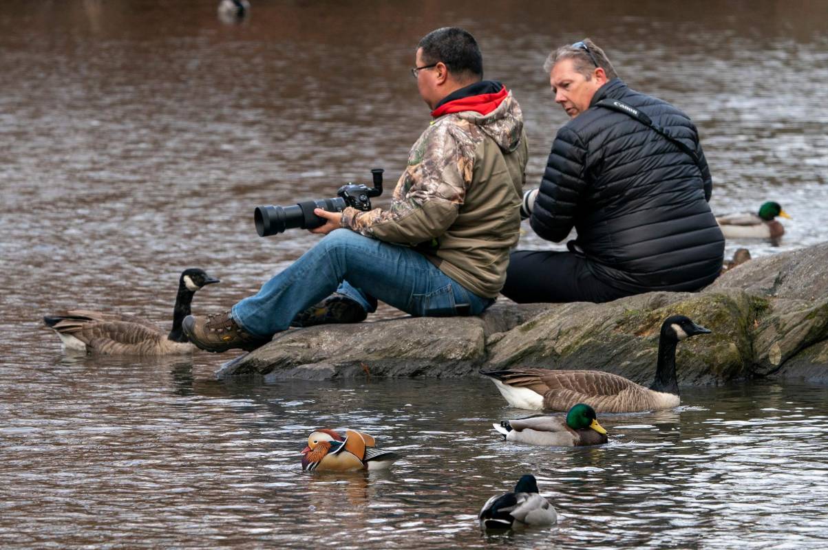 Aunque su hábitat natural se encuentra en China y Japón, a miles de kilómetros de Manhattan y atravesando el océano Pacífico, este pato mandarín es ahora visto regularmente entre las especies de aves del Central Park en Estados Unidos. Los zoológicos de la ciudad dicen que entre sus animales no tienen registro de esta especie. Foto: AFP