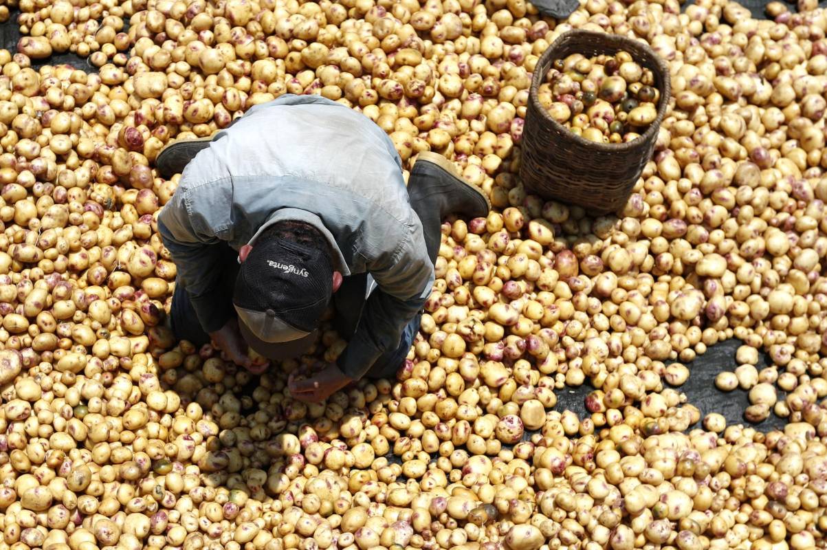Nuestros campesinos siguen con su labor diaria de cultivar la tierra para que en medio de esta crisis tengamos los alimentos necesarios. Ellos también son nuestros héroes. Foto: Manuel Saldarriaga Quintero