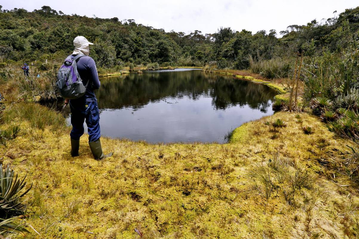 Este páramo hace parte del sistema de páramos y bosques del noroccidente antioqueño, que se ubican entre los 2.400 y los 3.350 metros sobre el nivel del mar. Fotos: Juan Antonio Sánchez.