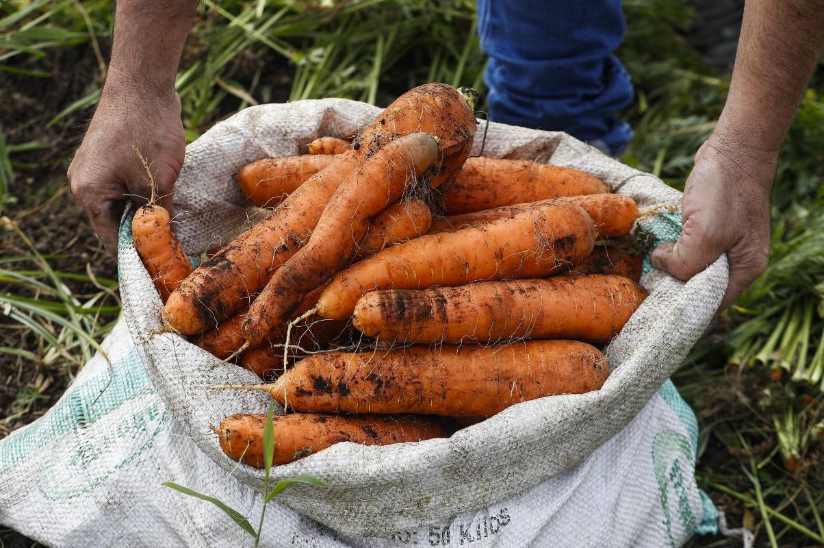 Nuestros campesinos siguen con su labor diaria de cultivar la tierra para que en medio de esta crisis tengamos los alimentos necesarios. Ellos también son nuestros héroes. Foto: Manuel Saldarriaga Quintero