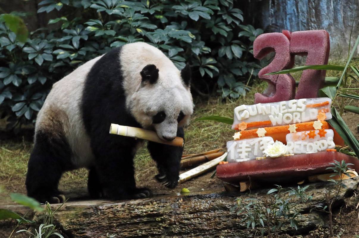 Paolo Martelli agregó que “es bastante excepcional que un panda alcance esas edad”. FOTO AP