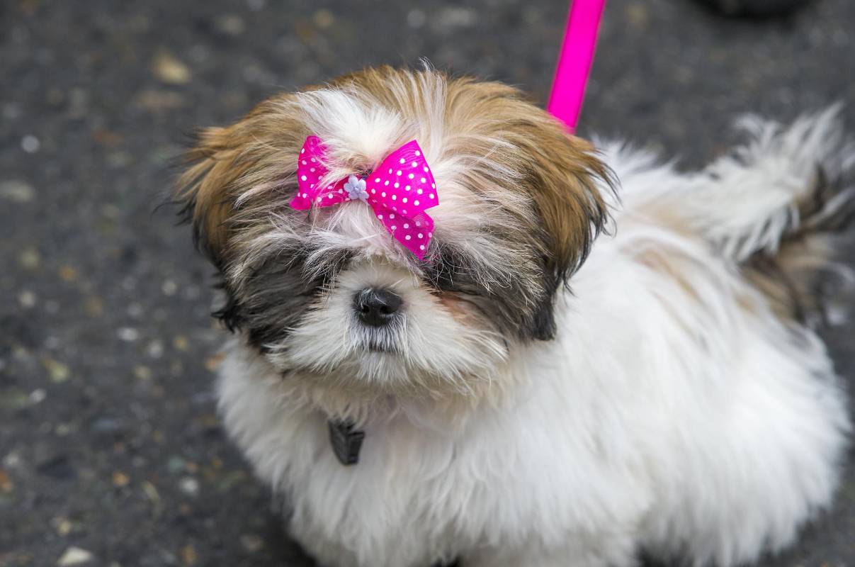 La edición 18 de la Caminata canina fue todo un éxito y tuvo masivo acompañamiento. FOTOS JAIME PÉREZ