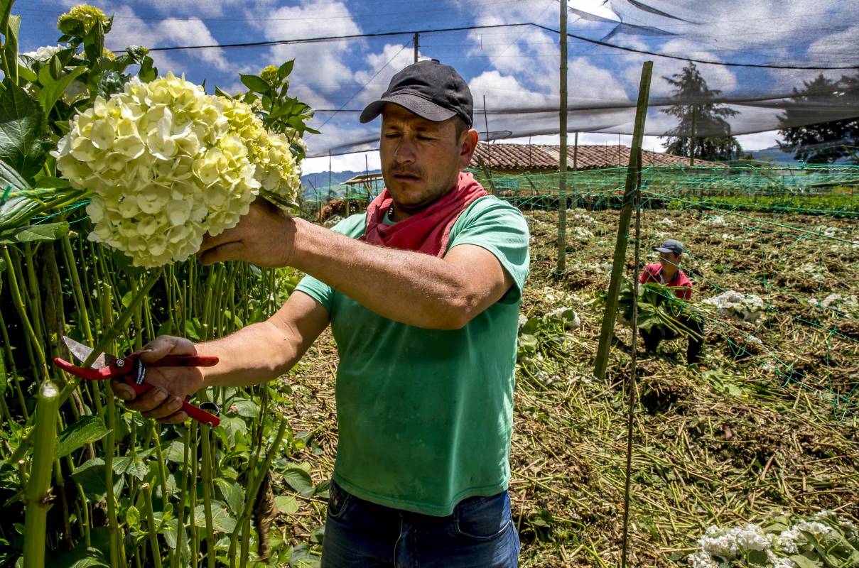Por falta de compradores, los cultivadores ya están arrancando las flores y desechándolas. FOTO JUAN ANTONIO SÁNCHEZ OCAMPO