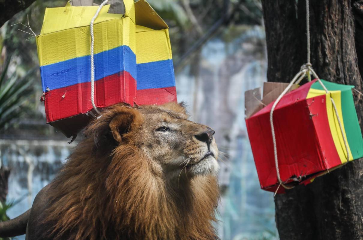 El león nené sale a observar las cajas que eligió Valentina. Foto: Robinson Sáenz