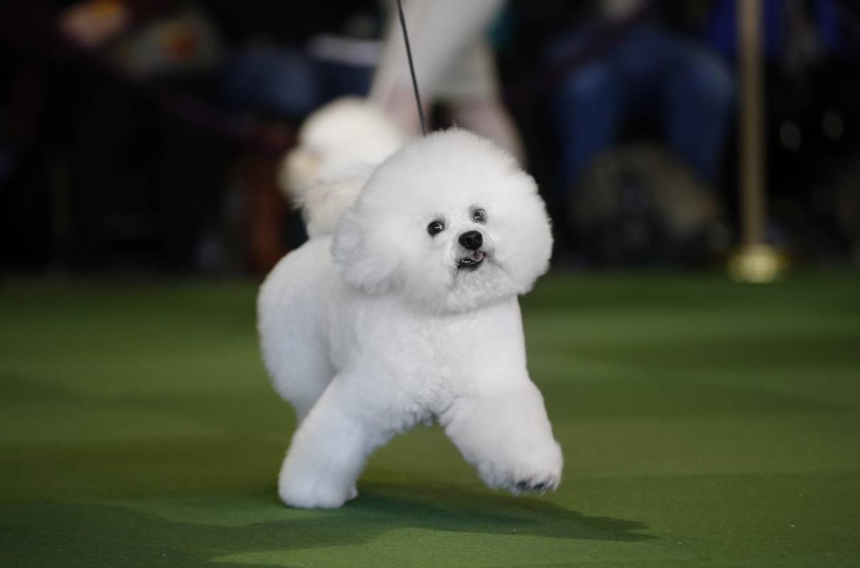 Bichon Frise. FOTO REUTERS