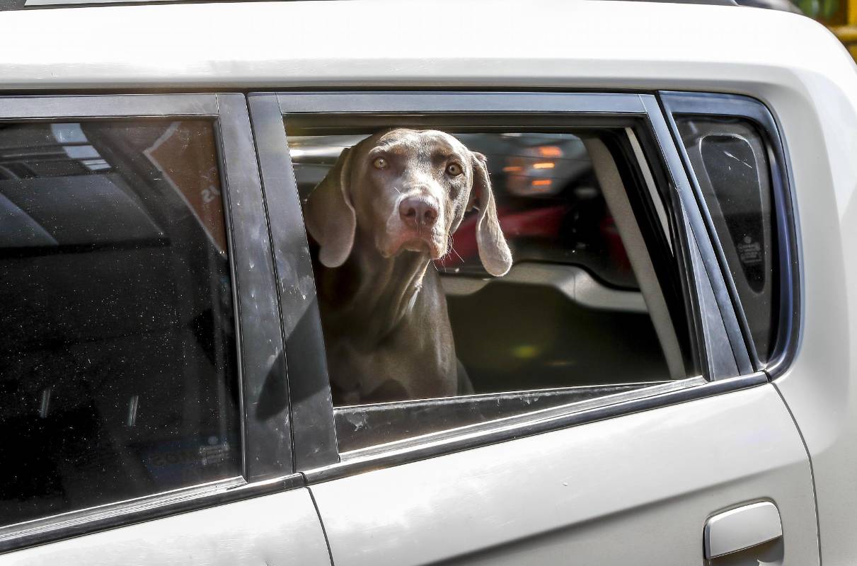 Las mascotas disfrutan de las calles de Medellín asomándose por las ventanas de los autos de sus cuidadores. FOTO JUAN ANTONIO SÁNCHEZ
