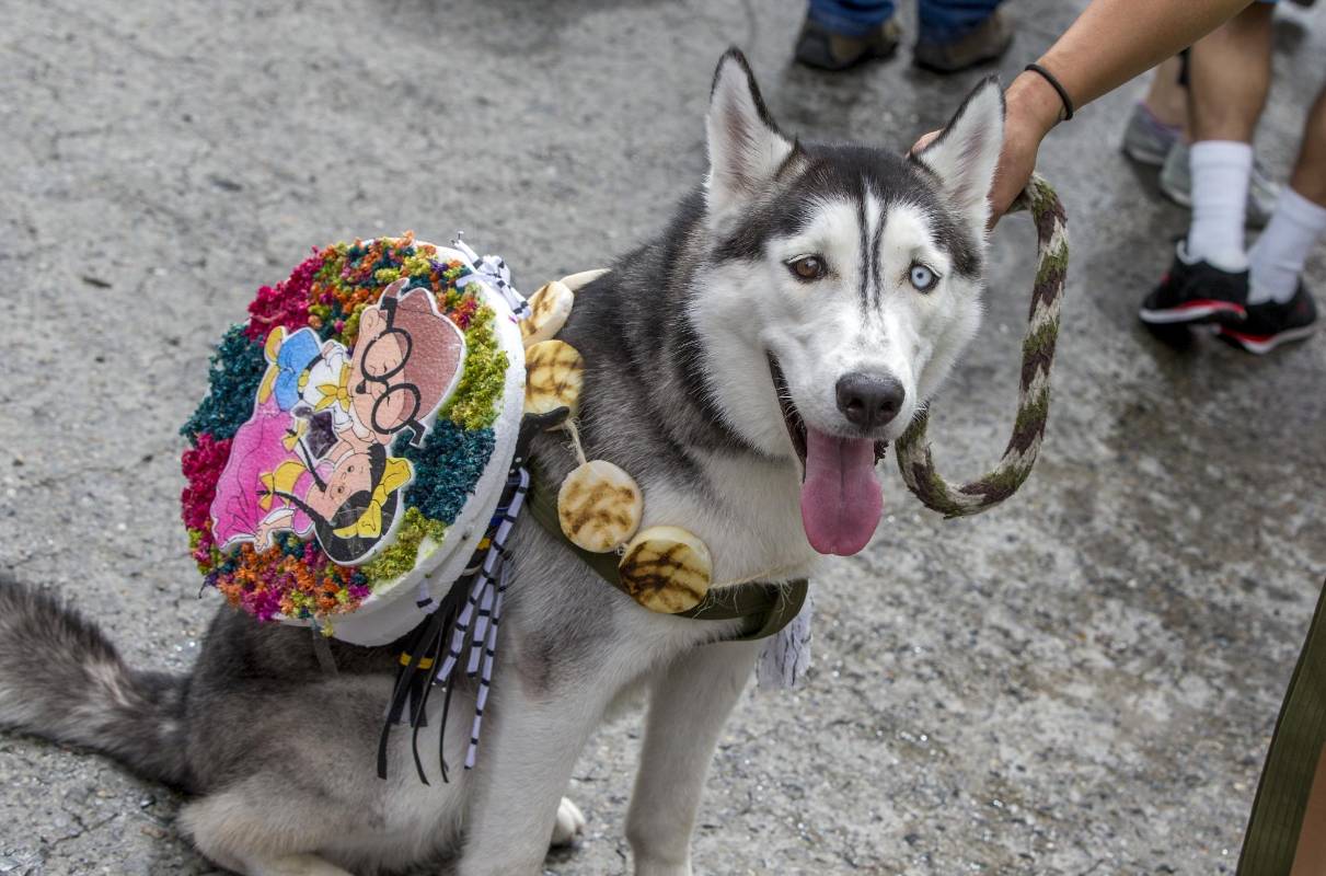 La edición 18 de la Caminata canina fue todo un éxito y tuvo masivo acompañamiento. FOTOS JAIME PÉREZ