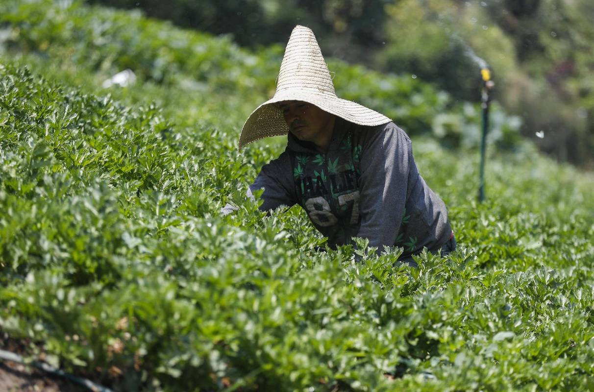 Nuestros campesinos siguen con su labor diaria de cultivar la tierra para que en medio de esta crisis tengamos los alimentos necesarios. Ellos también son nuestros héroes. Foto: Manuel Saldarriaga Quintero