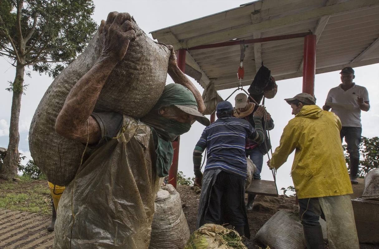 Existe la posibilidad del que el café Colombiano deje de cotizar en la bolsa de Nueva York. Los caficultores piden al gobierno medidas de urgencias como el apoyo directo al preció que se mantiene por debajo de un dólar la libra. Foto: Manual Saldarriaga Quintero