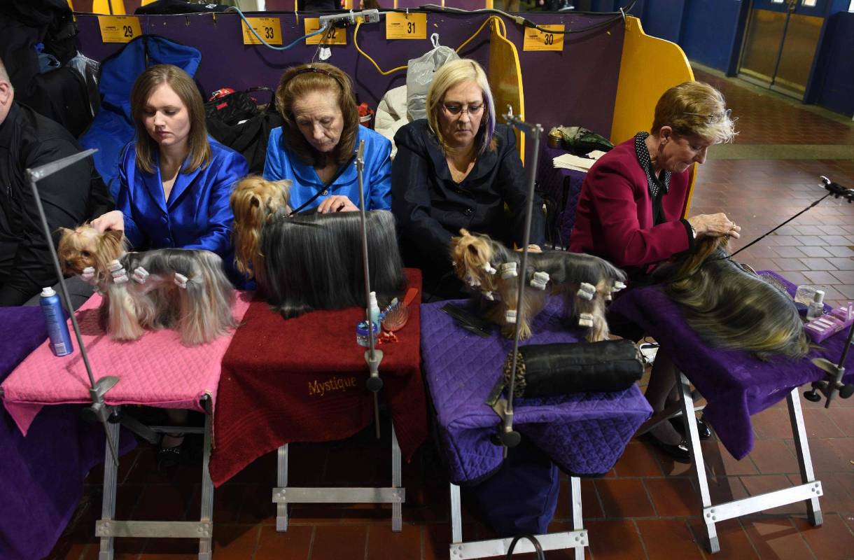 Estos Yorkshire terrier reciben atención de peluquería. FOTO AFP