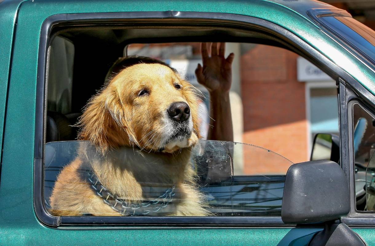 Las mascotas disfrutan de las calles de Medellín asomándose por las ventanas de los autos de sus cuidadores. FOTO JUAN ANTONIO SÁNCHEZ