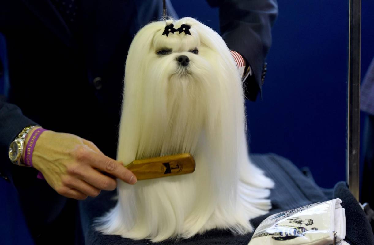 La Bichón Maltés se prepara para la competencia de su raza. FOTO AFP