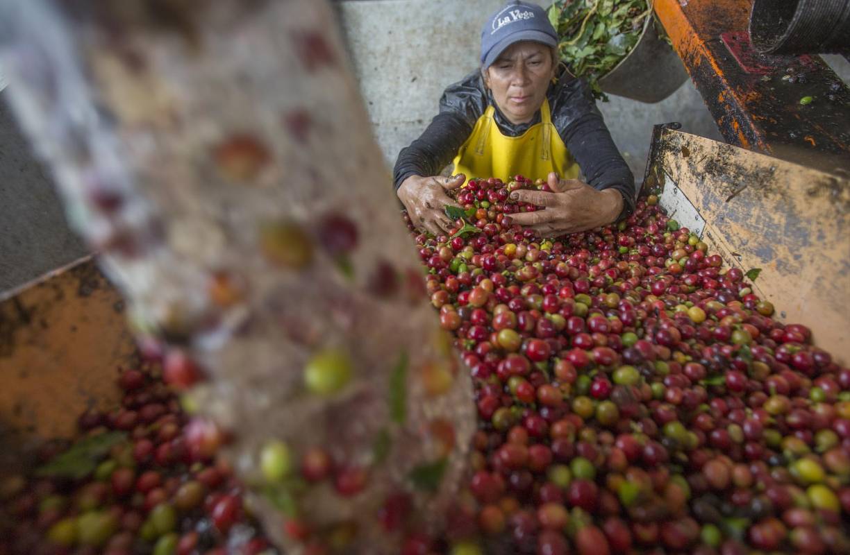 Existe la posibilidad del que el café Colombiano deje de cotizar en la bolsa de Nueva York. Los caficultores piden al gobierno medidas de urgencias como el apoyo directo al preció que se mantiene por debajo de un dólar la libra. Foto: Manual Saldarriaga Quintero