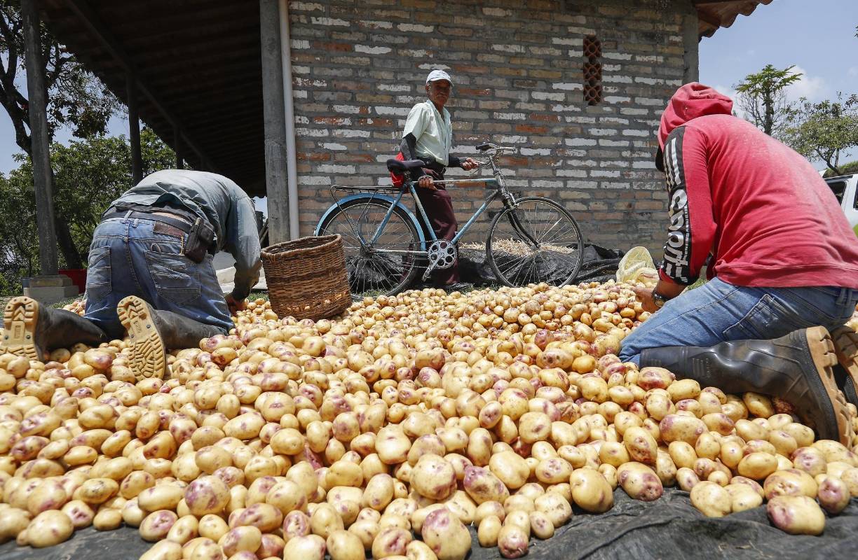 Nuestros campesinos siguen con su labor diaria de cultivar la tierra para que en medio de esta crisis tengamos los alimentos necesarios. Ellos también son nuestros héroes. Foto: Manuel Saldarriaga Quintero