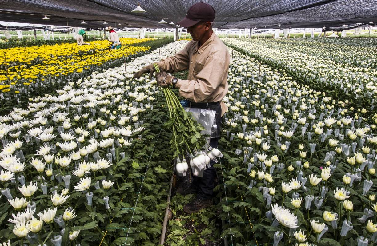 Exportación de flores en Rionegro. Foto Jaime Pérez