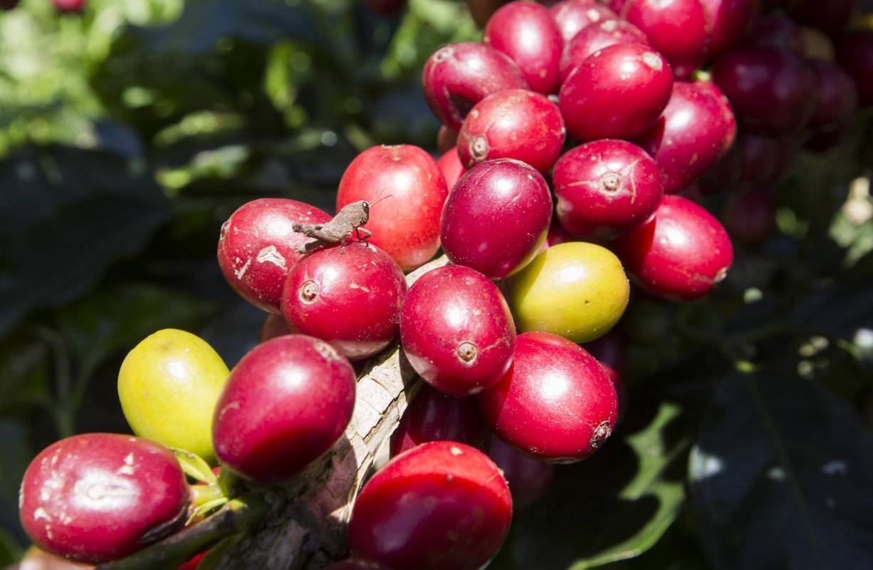 Existe la posibilidad del que el café Colombiano deje de cotizar en la bolsa de Nueva York. Los caficultores piden al gobierno medidas de urgencias como el apoyo directo al preció que se mantiene por debajo de un dólar la libra. Foto: Manual Saldarriaga Quintero