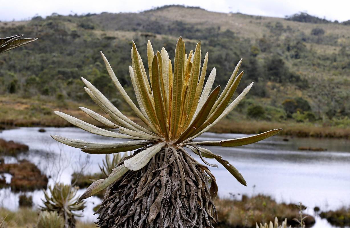 Aunque es territorio protegido, se puede hacer turismo ecológico, con la misma idea de preservar un espacio natural fundamental, que comprende 42.600 hectáreas de zona de conservación. Fotos: Juan Antonio Sánchez.